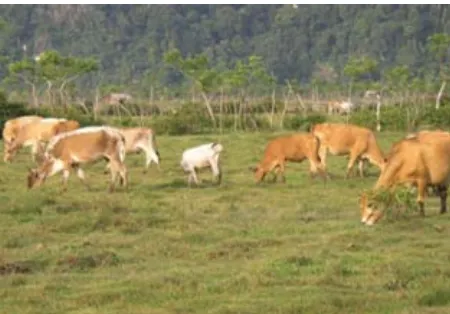 Gambar 2.  Kondisi padang penggembalaan sapi pesisir.