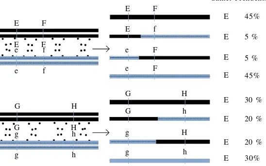 Gambar 1. Skema rekombinasi kromosom homolog selama proses meiosis. Gamet yang terbentuk setelah proses meoisis terdiri atas gametinduk atau tetua (T) dan gamet rekombinan (R)