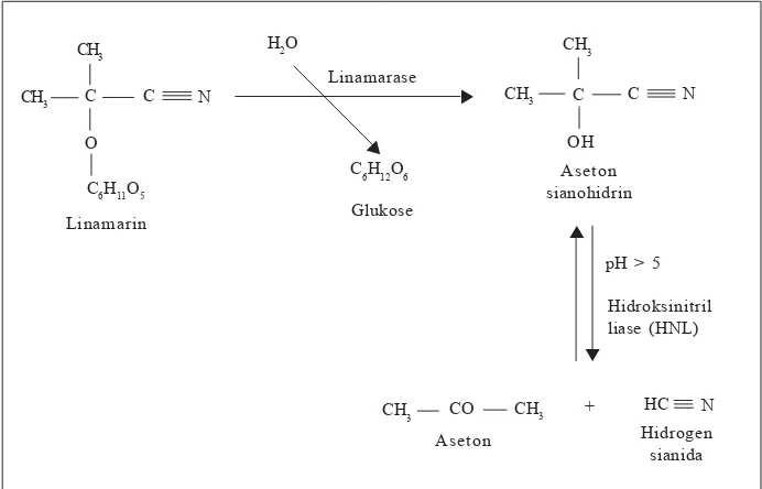 Tabel 1.  Jenis tanaman, kandungan sianida, dan nama  glikosidanya.
