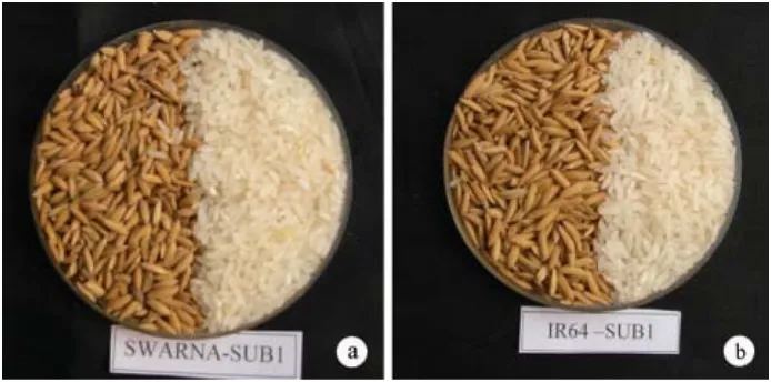 Tabel 5.Mutu beras dan nasi varietas unggul baru padi toleran rendamanInpara 4 dan Inpara 5 serta varietas pembanding IR42 dan IR64.