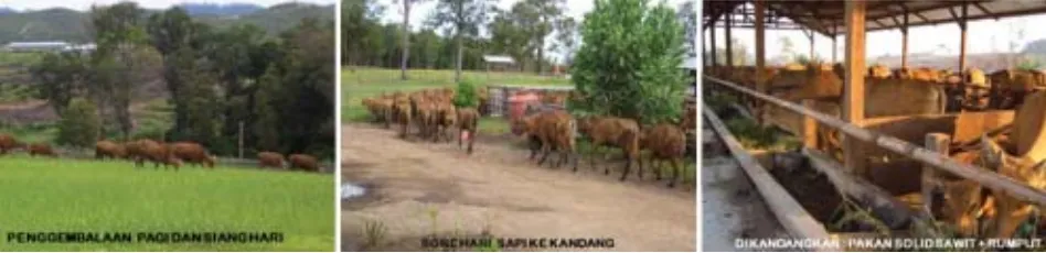 Gambar 1.  Pemeliharaan sapi secara semiintensif di PT Sulung Ranch pada area perkebunan kelapa sawit.