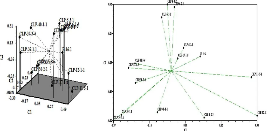 Gambar 2. Plot dua dimensi (2 D) dan tiga dimensi (3 D) hasil analisis PCA  terhadap inbrida jagung provit-A
