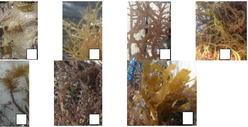 Tabel 1. Abssolute growth, spesific growth rate and survival rate of abalone