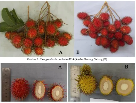 Gambar 3. Keragaan buah rambutan Lebak Bulus (A) dan Rapiah (B)