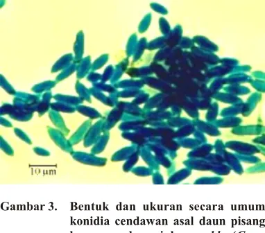 Gambar 3.Bentuk dan ukuran secara umum