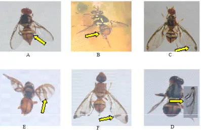 Gambar 1.   Spesies penting  lalat buah yang ditemukan di Sumatera Barat dan Pulau Kundur