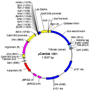 Gambar 1. Peta plasmid biner pCambia 1301. 