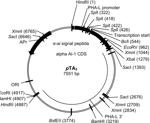 Gambar 2.  Peta plasmid pTA3. 
