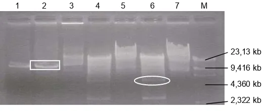 Gambar 3. Pola restriksi pCambia 1301 dan pTA3. 1 dan 2 = pCambia 1301 + HindIII, 3 = pCambia 1301 utuh, 4 dan 6 = pTA3 + HindIII, 5 dan 7 = pTA3 utuh, M = marker (DNA /HindIII),      = fragmen pCambia 1301 ukuran 11,837 kb,      = fragmen gen α-ai ukuran 