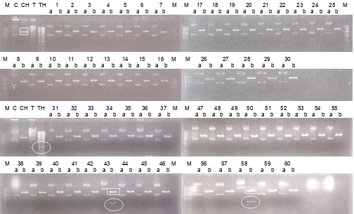 Gambar 5. Typeblot. M1 = DNA /HindIII, 1 = pCambia 1301 utuh, 2 = pCambia + HindIII, 3 = pTA3 utuh, 4 = 