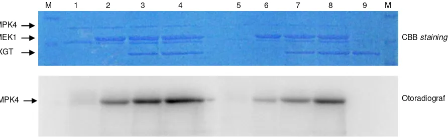 Gambar 2. Pengaruh konsentrasi EXGT terhadap aktivitas fosforilasi AtMEK1 dengan substrat AtMPK4 menggunakan in vitro phosphorylation assay