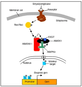 Gambar 3. Ilustrasi mekanisme penerusan sinyal pada AtMEK1-AtMPK4 dan pengaruh EXGT. Saat terjadi pelukaan, molekul EXGT berinteraksi dengan AtMEK1 dan kompleks tersebut menyebabkan terjadi-nya interaksi antara AtMEK1 dan AtMPK4 yang kuat dan stabil