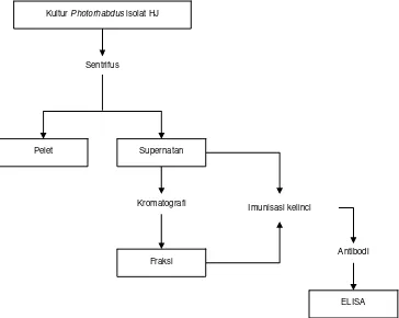 Gambar 1.  Diagram alir prosedur kerja produksi PAb toksin Photorhabdus spp. 