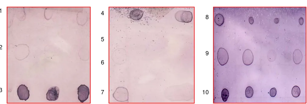Gambar 5. Hasil deteksi toksin Photorhabdus spp. isolat HJ dibandingkan dengan Ag  Xoo, Xcg, Rs, dan Psg E