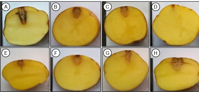 Gambar 2. Uji hipersensitivitas tembakau dengan isolat-isolat bakteri pendegradasi AHL