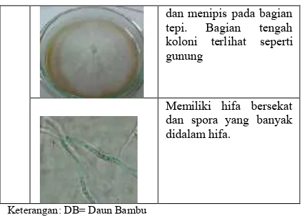 Tabel 1. Karakterisasi koloni Cendawan endofitpada daun bambu betung
