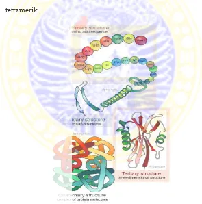 Gambar 2.2 Struktur  primer, sekunder, tersier dan kuartener dari protein  Gambar 2.2 Struktur  primer, sekunder, tersier dan kuartener dari protein  Gambar 2.2 Struktur  primer, sekunder, tersier dan kuartener dari protein     (Stryer, 2007)    (Stryer, 2007)    (Stryer, 2007) 