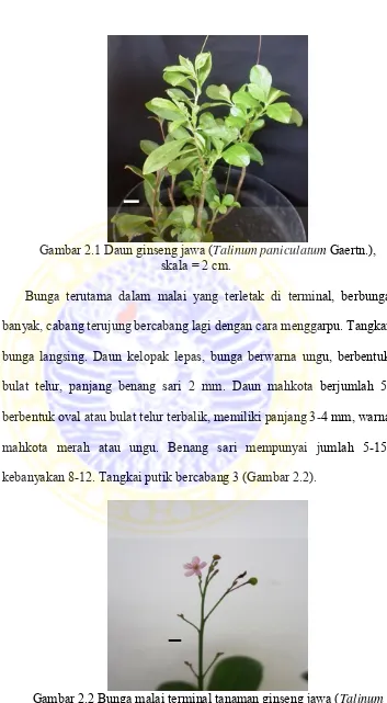 Gambar 2.2 Bunga malai terminal tanaman ginseng jawa ( Talinum paniculatum Gaertn.), skala = 1 cm