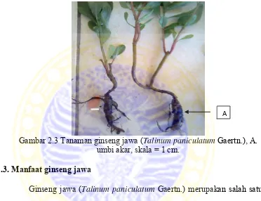 Gambar 2.3 Tanaman ginseng jawa ( Talinum paniculatum Gaertn.), A. 