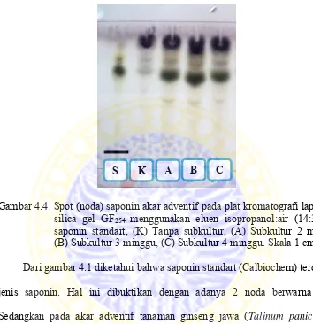 Gambar 4.4  Spot (noda) saponin akar adventif pada plat kromatografi lapis tipis 