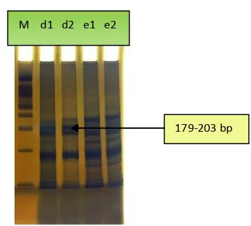 Gambar 2. Contoh hasil elektroforesis lokus TH01 dari sampel 1 dan sampel 5 
