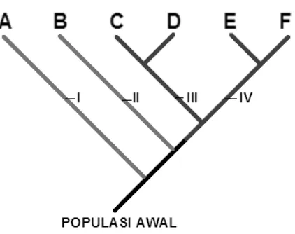 Gambar 3. Gambaran sederhana terjadinya biodiversitas (A–F). Cabang evolusi I dan II merupakan takson monotipik, masing-masing hanya menghasilkan satu takson (jenis) saja, yaitu A dan B, takson seperti ini biasanya bersifat endemik, kecepatan evolusi dan s