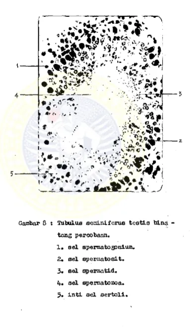 Gambar 8  : Tubulus s ea l n lf cru s te s tis  ttLna