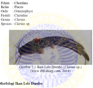 Gambar 2.1 Ikan Lele Dumbo (Clarias sp.) 