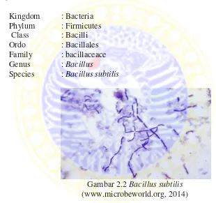 Gambar 2.2 Bacillus subtilis 