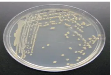Gambar 2.4 koloni Bacillus licheniformis pada nutrient agar 