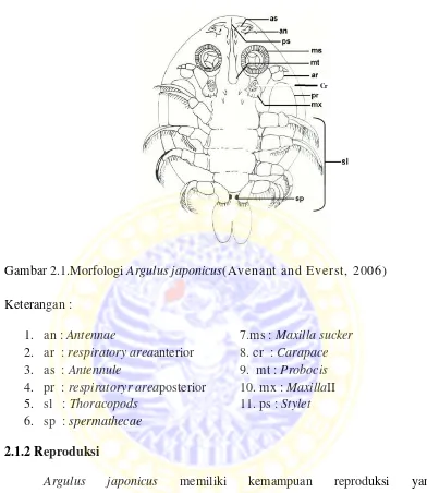 Gambar 2.1.Morfologi Argulus japonicus(Avenant and Everst, 2006) 