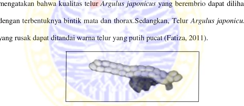 Gambar 2.3 Telur Argulus japonicus (Hakalahtiet al, 2005) 