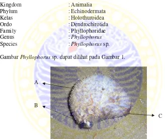 Gambar Phyllophorus sp. dapat dilihat pada Gambar 1. 