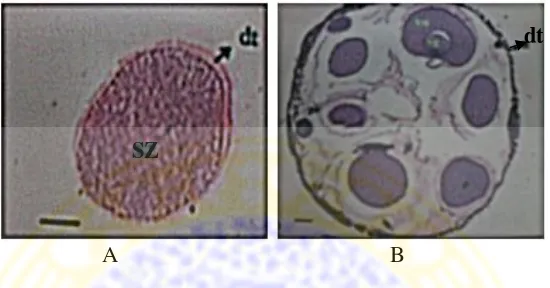 Gambar 5. Histologi gonad Phyllophorus sp. jantan (A) dan betina (B) pada fase 