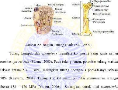 Gambar 2.5 Bagian Tulang (Park et al., 2007). 