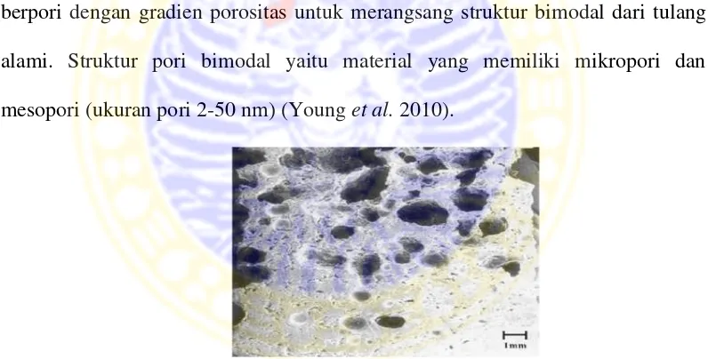 Gambar 2.6 Observasi SEM Morfologi Hidroksiapatit Berpori dengan Gradien Porositas (Toibah dan Iis 2007)