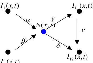 Gambar 5.4.Model transmisi virus multistrain multiinfeksi 