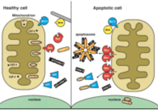 Gambar 2 : peranan  membran luar mitokondria dalam apoptosis ( Dikutip dari : Adams, 2003) 