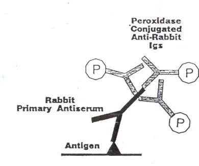 Gambar 6 : Metode imunohistokima tidak langsung dua tahap, antigen berikatan dengan antibodi primer  dan antibodi primer berikatan dengan antibodi sekunder yang telah berkonjugasi dengan peroksidase (Beesley, 1995)