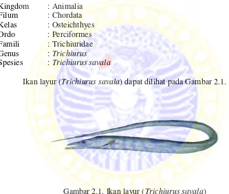 Gambar 2.1. Ikan layur (Trichiurus savala) (Sumber : http://www.iftfishing.com, 2014) 