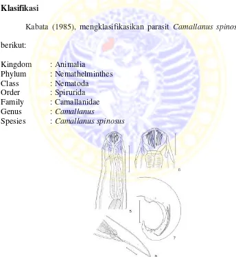 Gambar 2.6.  Morfologi Camallanus spinosus (5) Bagian anterior tubuh, (6) Buccal capsule, (7) Ekor jantan, (8) Ekor betina