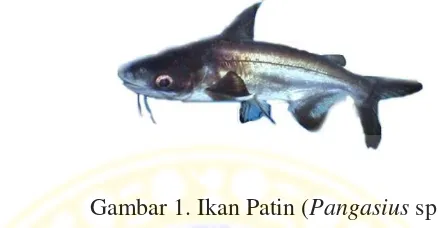 Gambar 1. Ikan Patin (Pangasius sp.) 