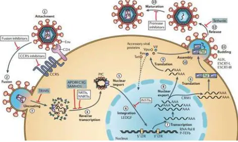 Gambar 2.3 Daur replikasi virus HIV  (Alan & Cherepanov, 2012). 
