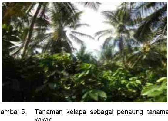 Gambar 5. Tanaman kelapa sebagai penaung tanaman 