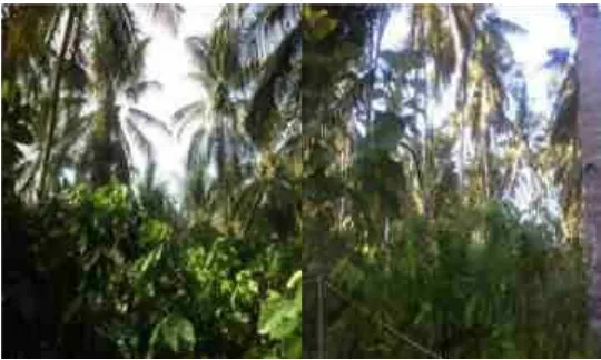 Gambar 1. Areal kebun tanaman kelapa dengan 