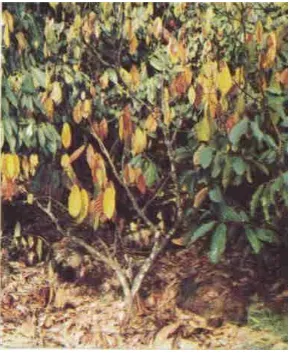 Gambar 37.Tanaman Kakao Terserang Jamur Akar 