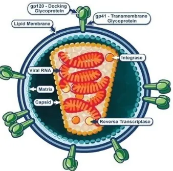 Gambar 2.1 Gambar skematis virion HIV-1. Partikel virus ditutupi oleh  suatu lapisan lipid ganda yang berasal dari sel pejamu (Widoyono, 2011)