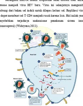Gambar 2.3 Patofisiologi HIV, mulai dari virus menginfeksi sel                       host hingga terbentuk virus baru (Widoyono, 2011) 