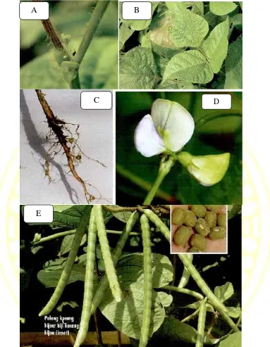 Gambar 2.1 Morfologi tanaman kacang hijau (Vigna radiata L.), A (batang), B(daun), C (akar), D (bunga), E (polong dan biji)