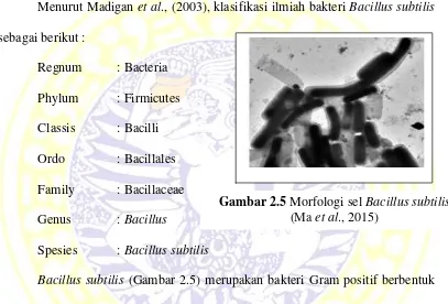 Gambar 2.5 Morfologi sel Bacillus subtilis